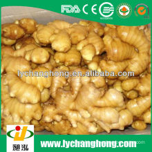 factory wholesale high quality fresh ginger with lowest price